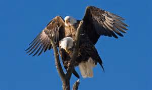 eagle mating