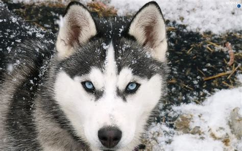 snow siberian husky dogs wallpapers