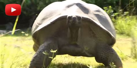 Here S What Happens When You Interrupt A Humongous Turtle Having Sex