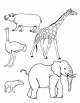 Mamiferos Animales Dibujo Buscando Otros sketch template