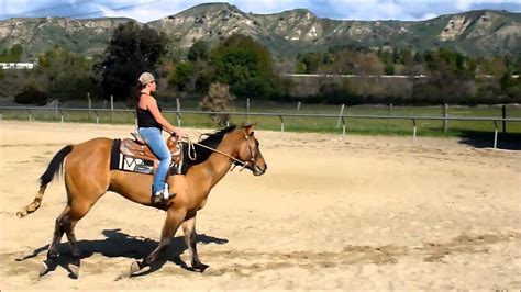 dun quarter horse gelding  sale  california youtube