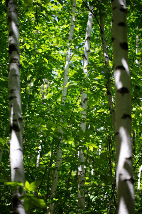 birch trees  stock cc photo stocksnapio