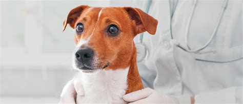 tiêm vắc xin cho chó con vi rút á cúm ở chó