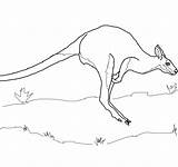 Wallaby Pages Coloring Mammals Animals Printable sketch template