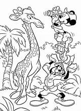 Mickey Coloring Safari Mouse Friends Giraffe Tall Meet Very Minnie Animals sketch template
