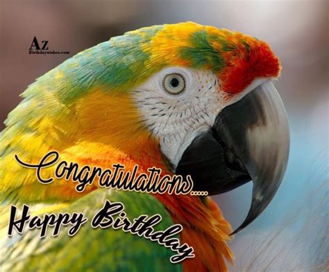 birthday wishes  birds page