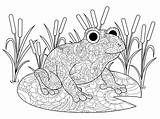 Frog Swamp Lily Grenouille Marais Rana Adulti Zentangle Frosch Zen Vecteur Lelie Moeras Kikker Kleurende Adultes Lis Palude Giglio Vettore sketch template
