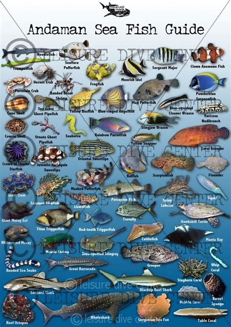 images  fish identification  pinterest