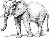 Elefant Ausmalbild Malvorlage Elephant Sonstige sketch template