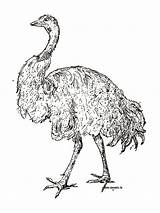 Coloring Ostrich Emu Pages Realistic Zoo Clipartpanda Getcolorings Printable Coloringbay Getdrawings Color sketch template