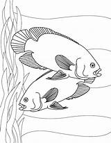 Fish Coloring Pages Printable Kids Aquarium Color Tropical Oscar Sheet Oscars Realistic Colouring Sheets Template Print Toddler Couple Getcolorings Animal sketch template