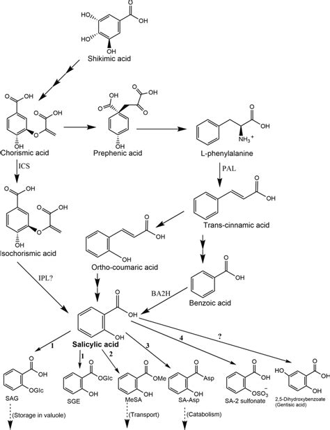 proposed pathways  sa biosynthesis  metabolism biosynthesis