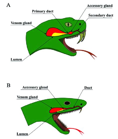 snake venom delivery systems schematic anatomy  snake venom delivery  scientific