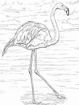 Flamingo Flamingos sketch template