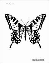 Swallowtail Tigre Papillon Designlooter sketch template