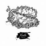 Kale Vector Illustration Drawing Vegetable Engraved Drawn Hand Style Illustrations Getdrawings Isolated Vegetarian Detailed Food Stock sketch template