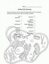 Cell Animal Coloring Worksheet Cells Bacteria Pages Drawing Cytoplasm Cycle Color Getdrawings Library Clipart Sheet Getcolorings Biology Popular Chessmuseum Pa sketch template