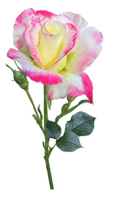 rose stem double  photo  pixabay pixabay