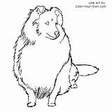 Coloring Shetland Sheepdog Sheltie Pages Dog Getcolorings Color Drawings sketch template