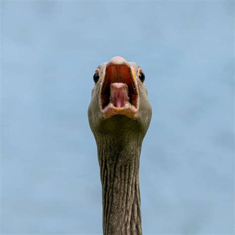 angry duck pictures stock  pictures royalty  images istock