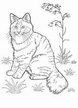 Cat Coloring Pages Family Getcolorings Splat sketch template