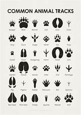 Animal Tracks Footprints Game Common Identification Track Matching Printables Small Wildlife Survival Animals Print Poster Information Posters English Scouts Tierspuren sketch template