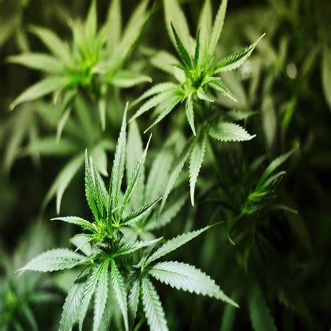 Private Use Of Dagga Is Legal Concourt Rules