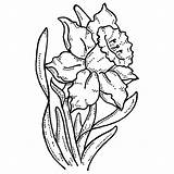 Daffodil Drawing Coloring Clipart Gel Daffodils Pages Tattoo Outline Flower Drawings Clip Pen Printable Botanical Adult Simple Narcissus Colouring Cliparts sketch template