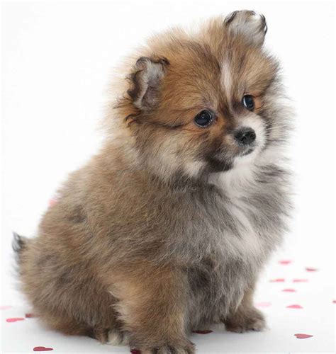 small dog names  show   pups big personality