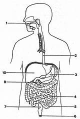 Digestive Unlabeled Organs sketch template