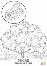 Tree Texas State Pecan Pages Printable Drawing Coloring Symbols Clipart Empire Building Dimensions Outline Line Color Hawaii Print Getdrawings Ohio sketch template