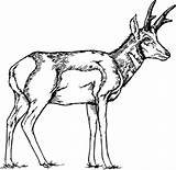 Pronghorn Coloring Antelope Designlooter 53kb 293px Gif Drawings Animal sketch template