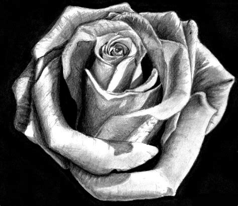 white and black flower المرسال