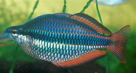 goyder river rainbow fish pet fish animals