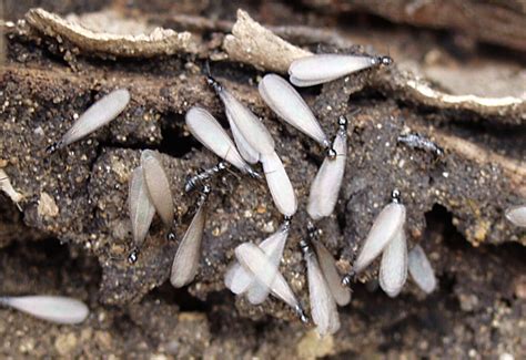bug   month december  western subterranean termites swarming  thanksgiving whats