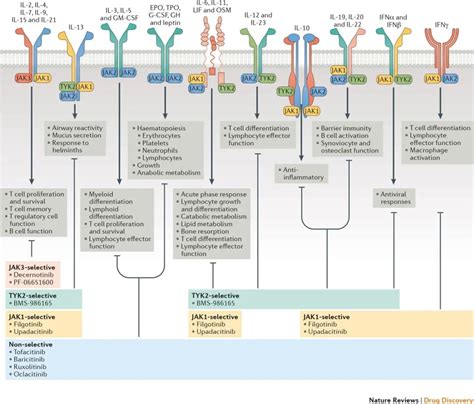 cytokine pathway jak stat pathway medical news
