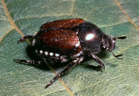 japanese beetle insect britannica