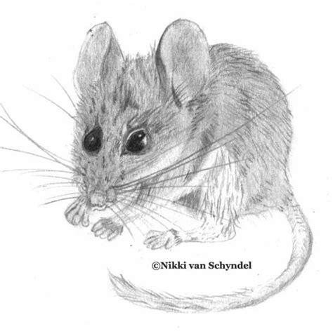 images  mouse drawings  pinterest original art pencil