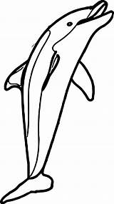 Coloring Dolphin Wecoloringpage sketch template