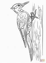Woodpecker Coloring Pages Bird Colouring Woodpeckers Line Preschool sketch template