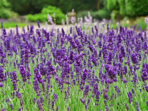 lavandula latifolia spike lavender world  flowering plants