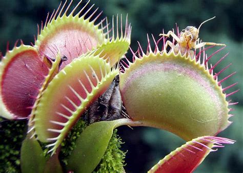carnivorous plants   careerline courses
