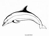 Dauphin Dauphins Coloriages Delfines Colorier Dedans Encequiconcerne Petits Simples Primanyc sketch template