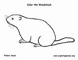 Woodchuck Groundhog sketch template