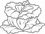 Lettuce Coloring Vegetables Printable Pages Getcolorings Kids Color Getdrawings Preschool sketch template