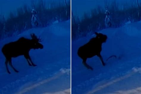 shocking moment moose sheds  antlers   caught  camera