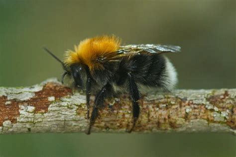 bijenstichting vraagt aandacht voor wilde bijen op wereld bijendag