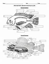 Fish Anatomy sketch template