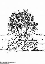 Kartoffelpflanze Malvorlage Ausmalbilder sketch template