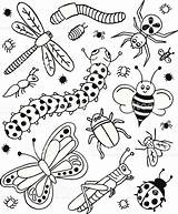 Insectes Coloriage Insectos Imprimer Insect Insects Istockphoto Tekenen Vectorial Insekten sketch template